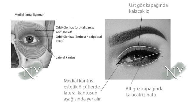 Göz Kapağı Estetiği (Blefaroplasti)